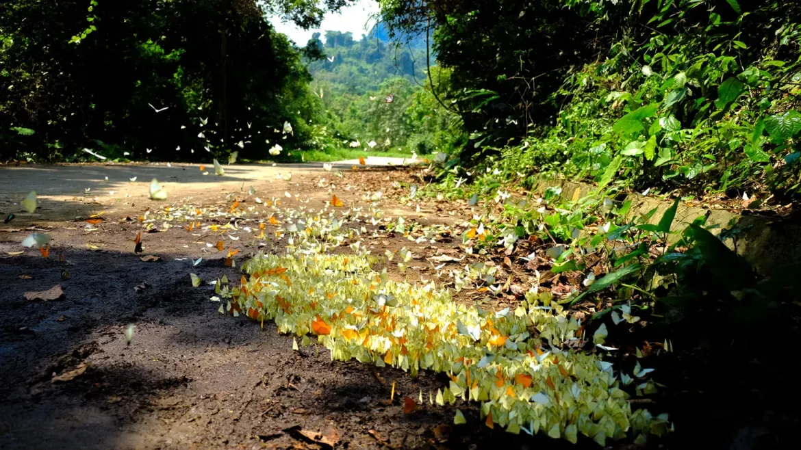 Butterfly season at Cuc Phuong National Park