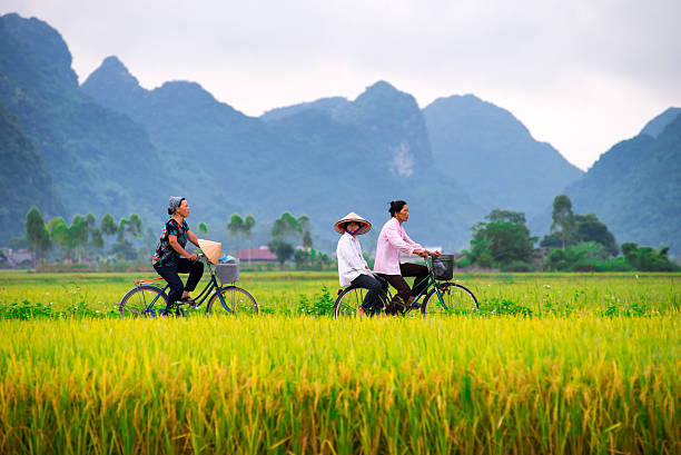 Cycling path through rice fields near bungalows