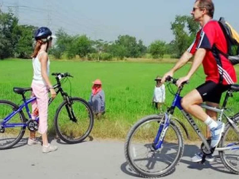 Cyclists on a road beside green rice fields
